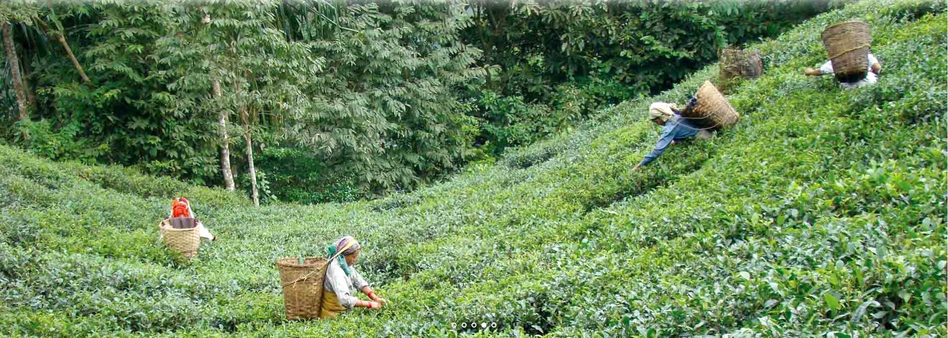 darjeeling Makaibari first flush black tea